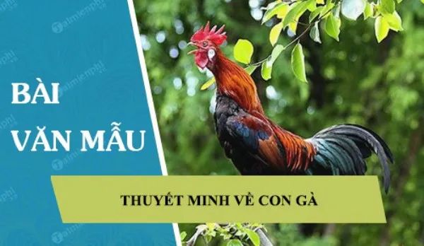 Hình ảnh minh họa sống động về loài gà (Nguồn: Internet)