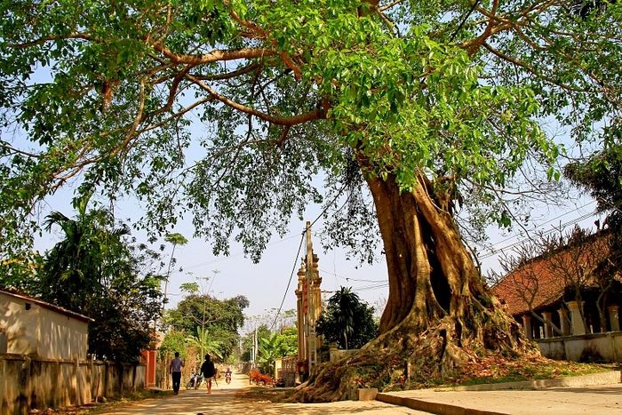 Hình ảnh minh họa sinh động về hệ thực vật (Nguồn: Internet)