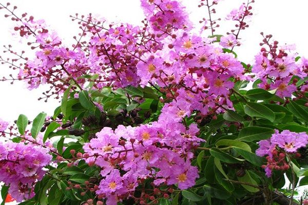 Hình ảnh minh họa chân thực về thế giới cây xanh (Nguồn: Internet)