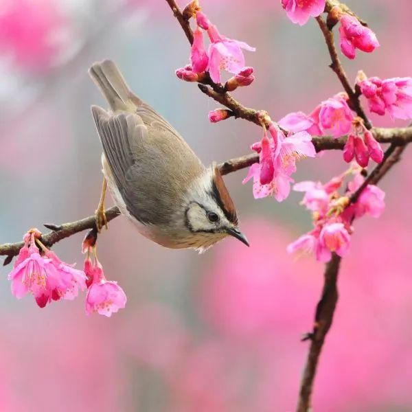 Hình minh họa phong cảnh mùa xuân sống động, tươi mới, đầy ắp không khí mùa xuân trong từng cảnh vật.