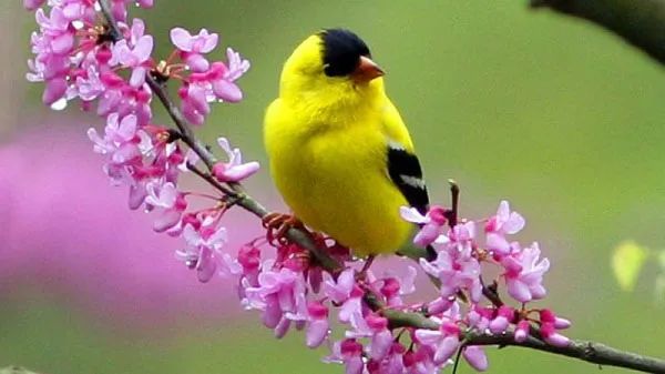 Hình minh họa cảnh xuân rực rỡ, ngập tràn sức sống, mang đến một không gian trong lành và tươi mới.