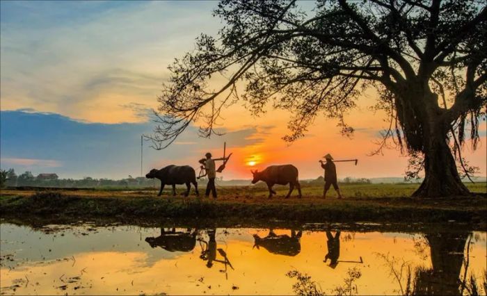 Hình ảnh minh họa số 5