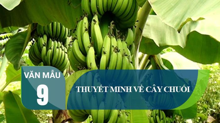Bộ sưu tập hình ảnh minh họa số 1 - Tư liệu tham khảo đa dạng từ Internet