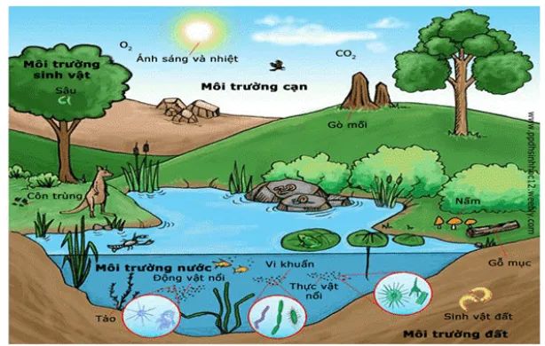 Hình ảnh minh họa sống động về thế giới tự nhiên (Nguồn: internet)