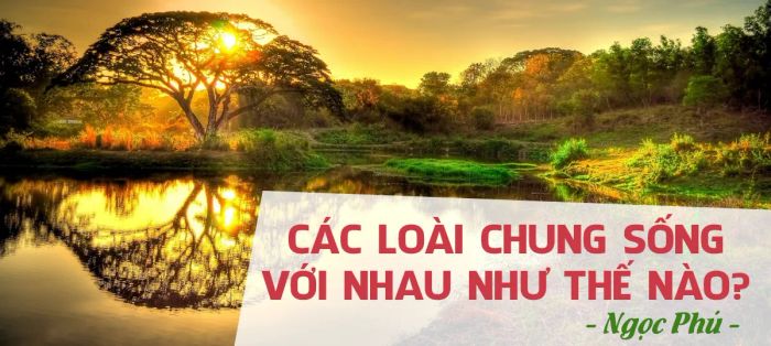 Hình ảnh minh họa sinh động (Nguồn: Internet)