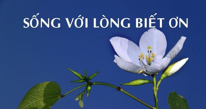 Hình ảnh minh họa chân thực (Nguồn: internet) ảnh 1