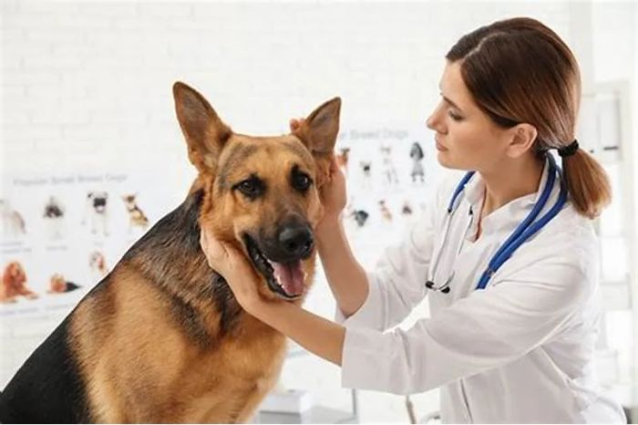 Hình ảnh Bệnh Viện Thú Y Funpet - Nơi chăm sóc sức khỏe toàn diện cho thú cưng