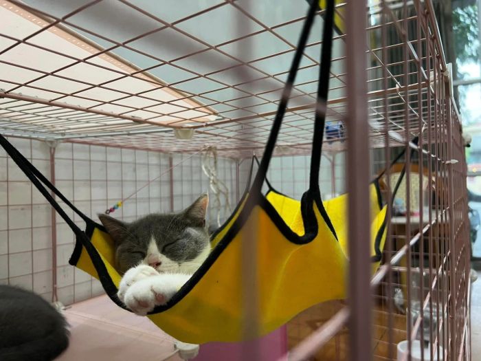 Hình ảnh 2 - Đội ngũ bác sĩ tận tâm tại KingVet & Petshop