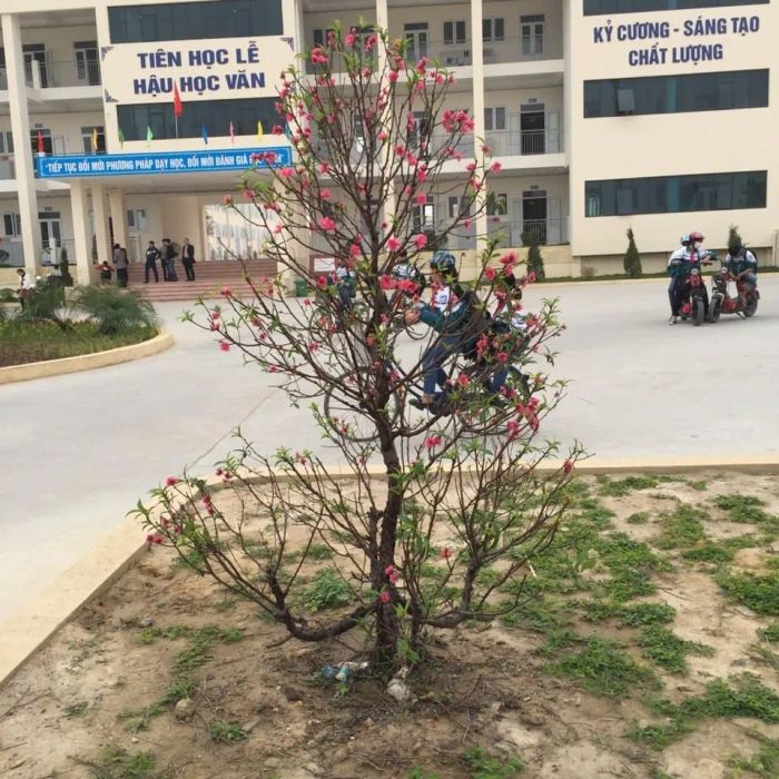 THCS Nguyễn Cao - Hình Ảnh 1
