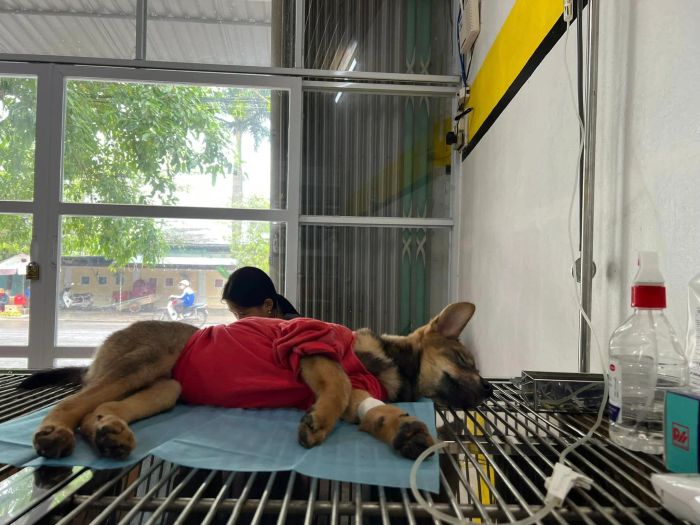 Hình ảnh 3 - Quy trình khám chữa bệnh chuyên nghiệp tại KingVet & Petshop