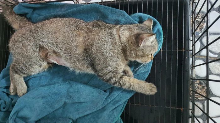Hình ảnh 2 - Đội ngũ bác sĩ chuyên nghiệp tại Phòng Khám Thú Y HOMI