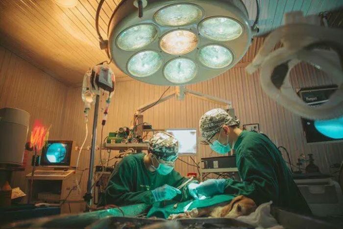 Hình ảnh 3 - Đội ngũ bác sĩ tận tâm tại Bệnh Viện Thú Y Funpet