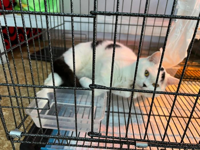 Hình ảnh 1 - Không gian hiện đại và tiện nghi tại PET CARE