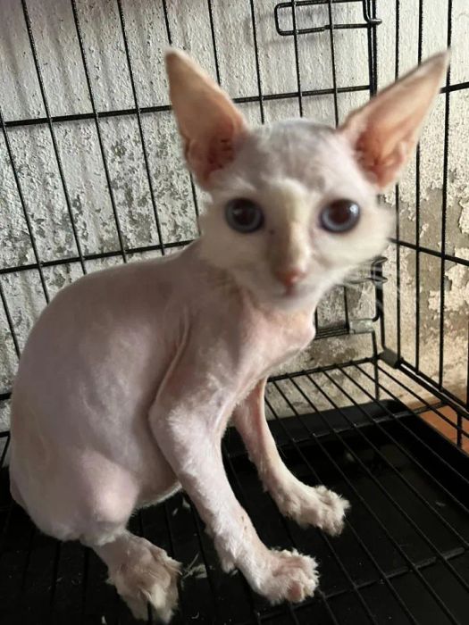 Hình ảnh 1 - Cơ sở vật chất hiện đại tại KingVet & Petshop