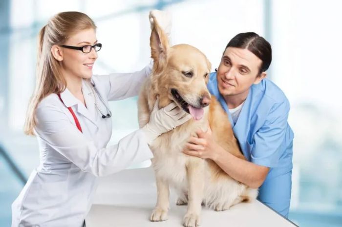 Hình ảnh 2 - Đội ngũ bác sĩ tận tâm tại Trạm Thú Y Huyện Lệ Thủy