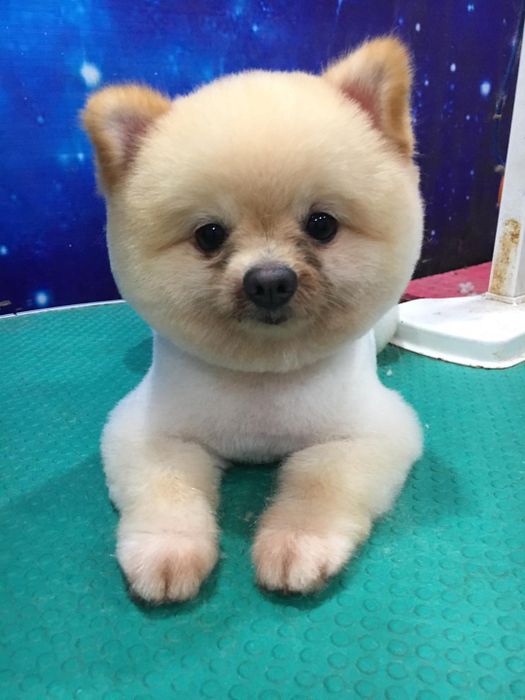 Hình ảnh Phòng Khám Thú Y Xuân Trường