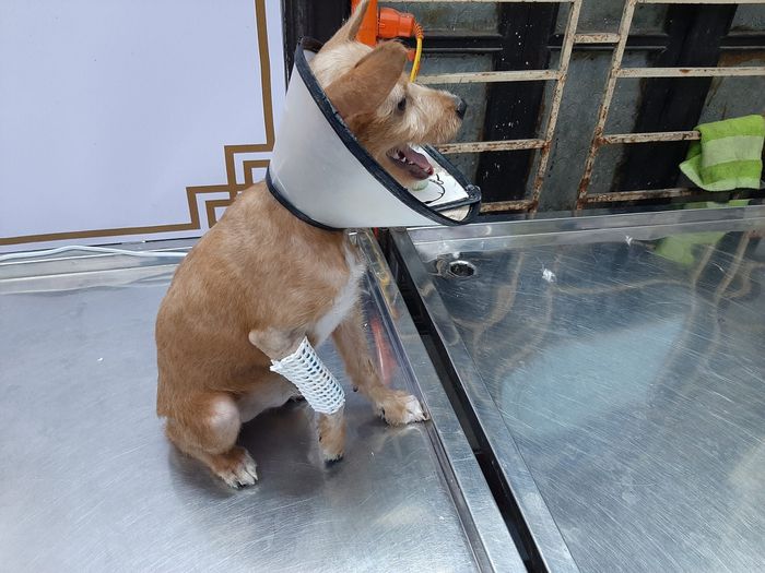 Phòng Khám Thú Cưng Gia Hưng - Hình ảnh 2 ghi lại không gian hiện đại và quy trình khám chữa bệnh chuyên nghiệp.