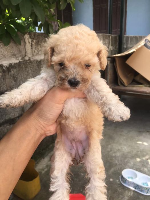 Không gian hiện đại tại Phòng khám thú y Kpet