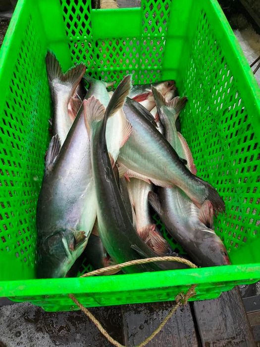Hình ảnh thực tế tại Hồ Câu Bảo An