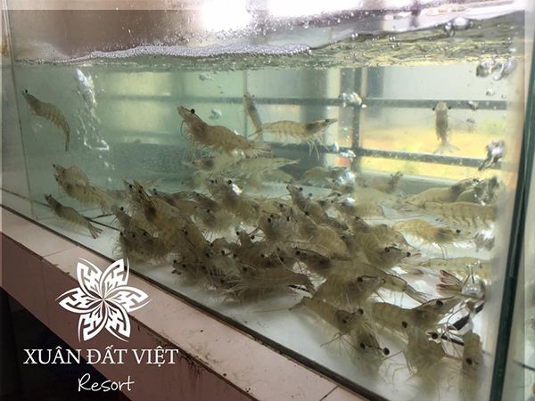 Khu Du Lịch Nghỉ Dưỡng Xuân Đất Việt - Thiên đường nghỉ dưỡng với ẩm thực tuyệt vời