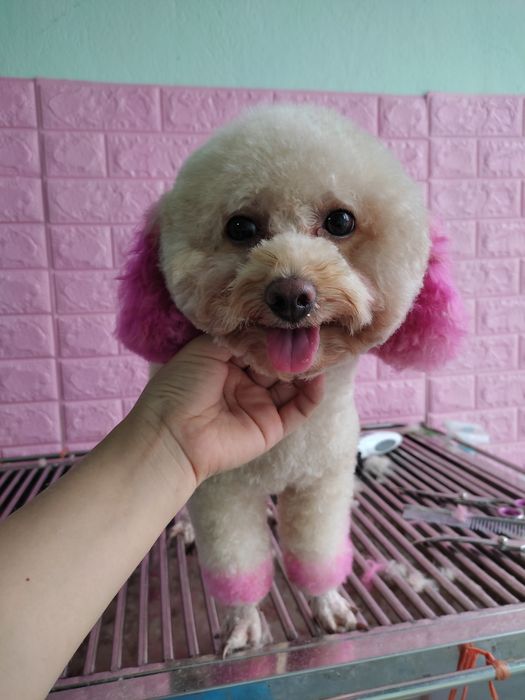 Phòng khám thú y 36 PET ảnh 2