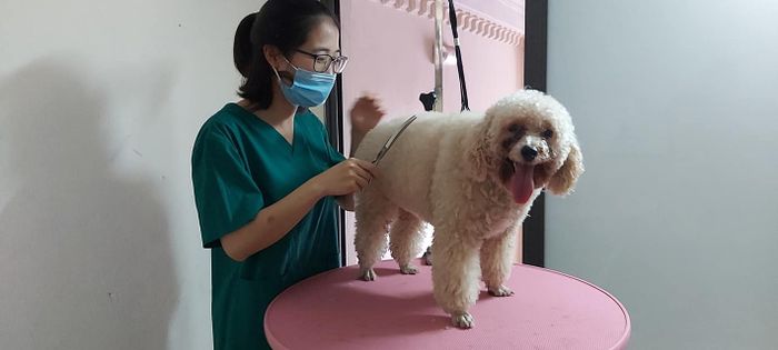 Ảnh của Phòng Khám Thú Y Hoằng Hóa - 2