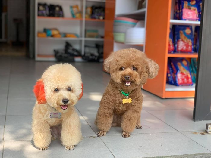 Ảnh của Phòng Khám Thú Y Bum’s House & Petshop Thanh Hóa - 2
