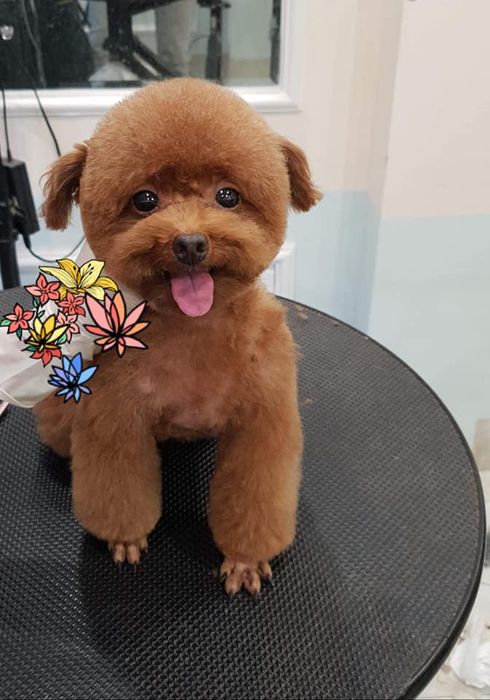 Ảnh của Phòng khám thú y Vinpet+ - 1