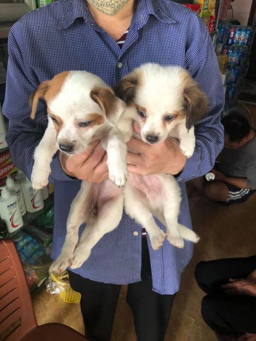 Ảnh của Phòng khám thú y Thanh Hóa - BSTY: Lê Tiến - 2