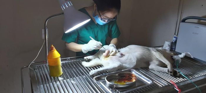 Ảnh của Phòng Khám Thú Y Hoằng Hóa - 1