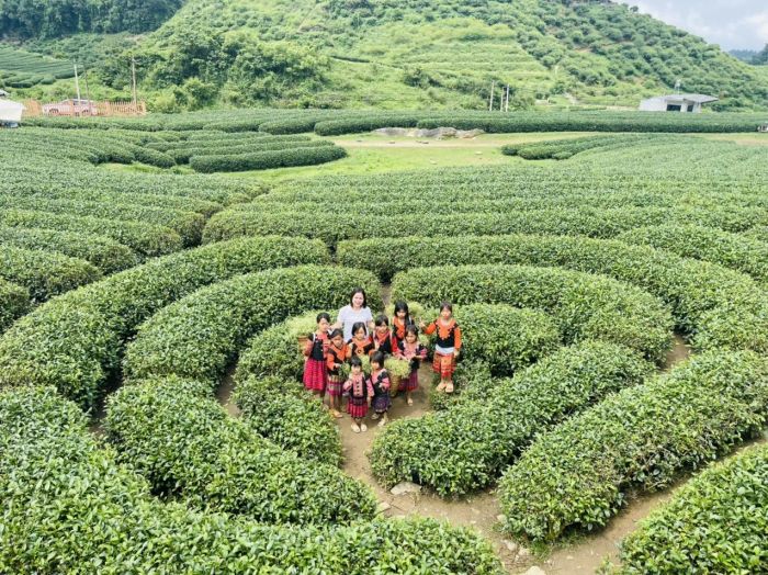 Ảnh minh họa: Núi đồi trà Shan Tuyết