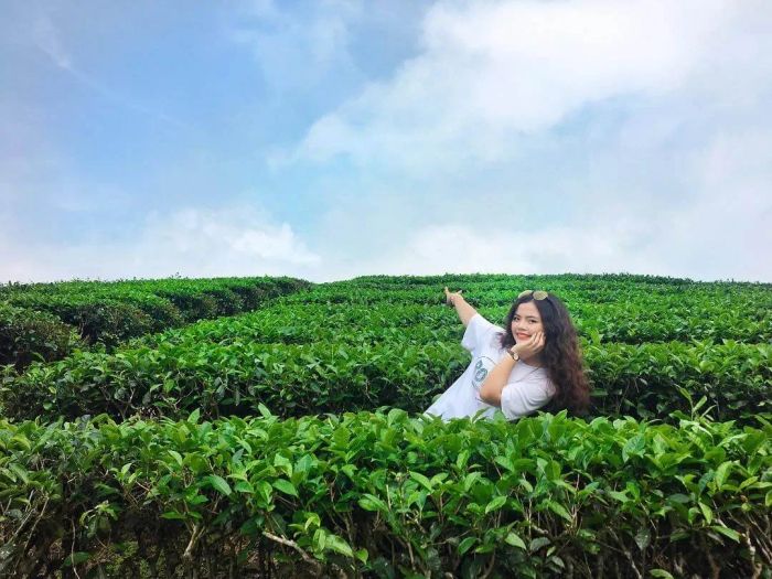 Ảnh minh họa: Nương chè Thái Nguyên