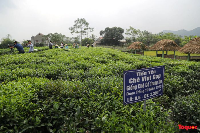 Ảnh minh họa: Trà Shan Tuyết cổ thụ