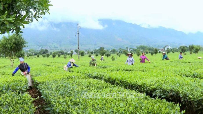 Ảnh minh họa: Nương chè Tân Cương