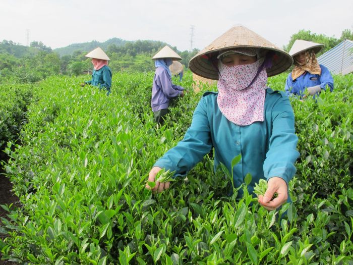 Ảnh minh họa: Tinh hoa trà Tân Cương