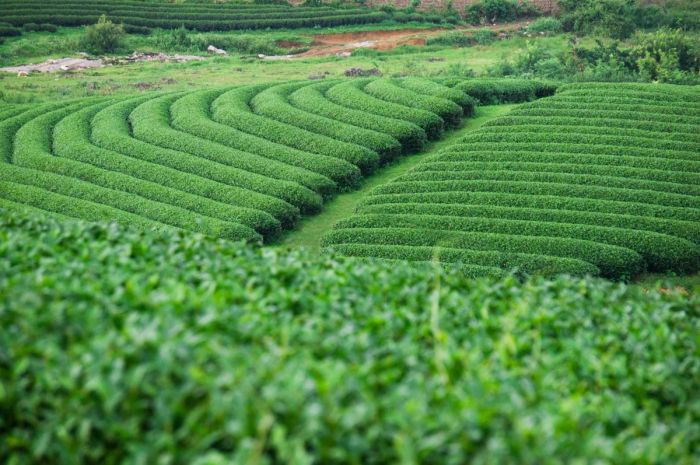 Ảnh minh họa: Trà Việt truyền thống
