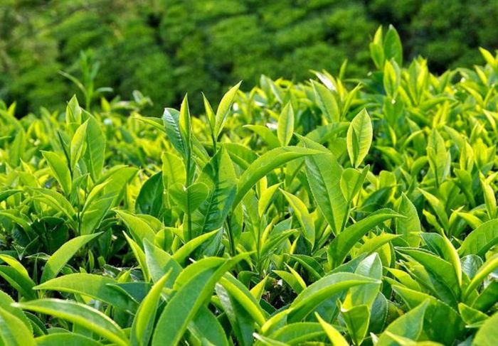 Ảnh minh họa: Vườn chè quê