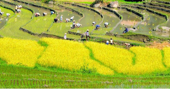 Hình ảnh minh họa chân thực về đời sống nông thôn (Nguồn: Internet)