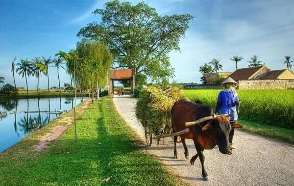 Hình ảnh minh họa chân thực về làng quê Việt (Nguồn: Internet)