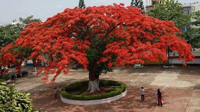 Hình ảnh minh họa số 1 (Nguồn tham khảo: internet)
