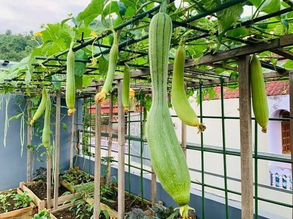 Hình ảnh minh họa sinh động (Nguồn: internet)