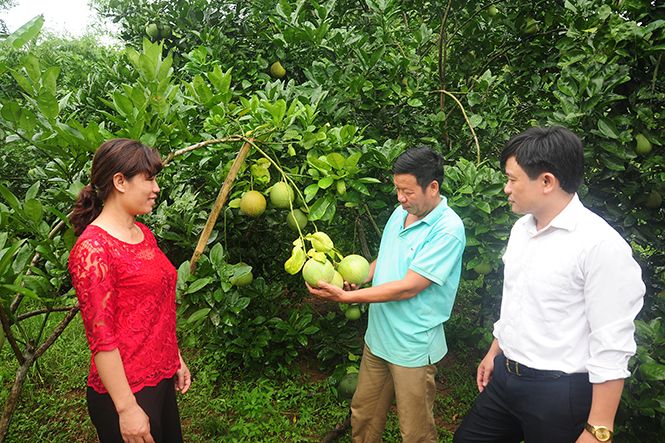 Hình ảnh minh họa (Nguồn: internet)