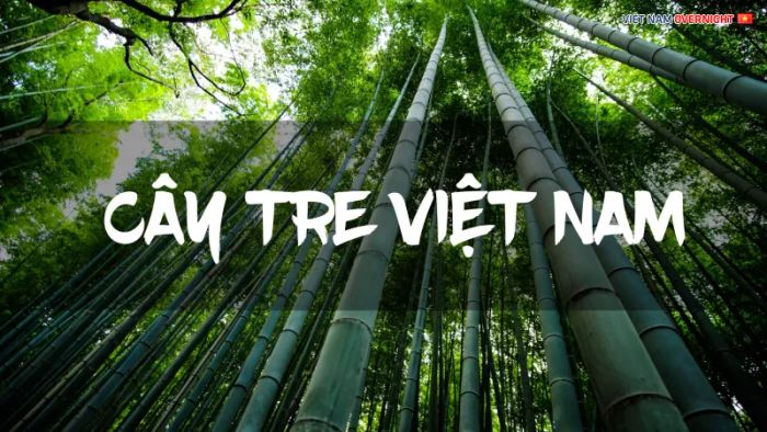Hình ảnh minh họa sinh động (Nguồn: Internet)