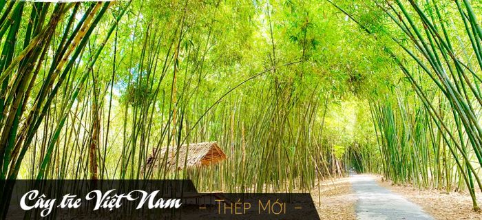 Hình ảnh minh họa sống động (Nguồn: Internet)