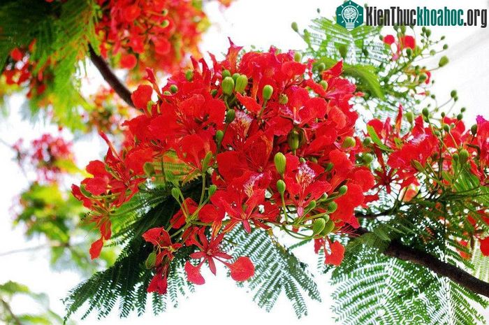 Hình ảnh minh họa (Nguồn: internet) ảnh 8