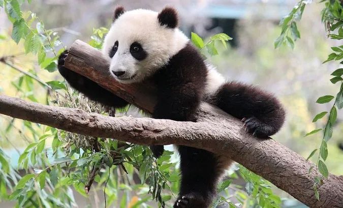 Hình ảnh chú gấu trúc đang ăn trúc (Nguồn: internet)