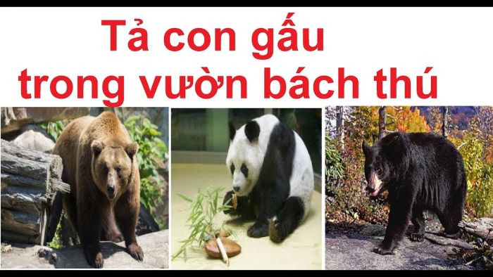 Hình ảnh minh họa chú gấu trúc trong bài viết (Nguồn: internet)
