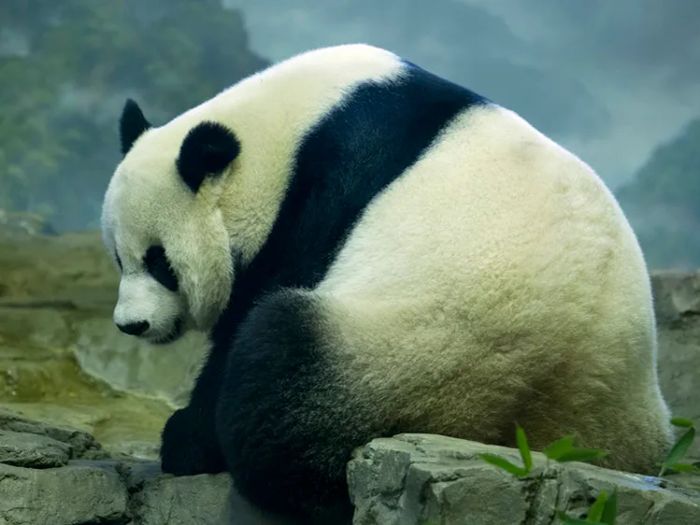 Hình ảnh chú gấu trúc đáng yêu (Nguồn: internet)