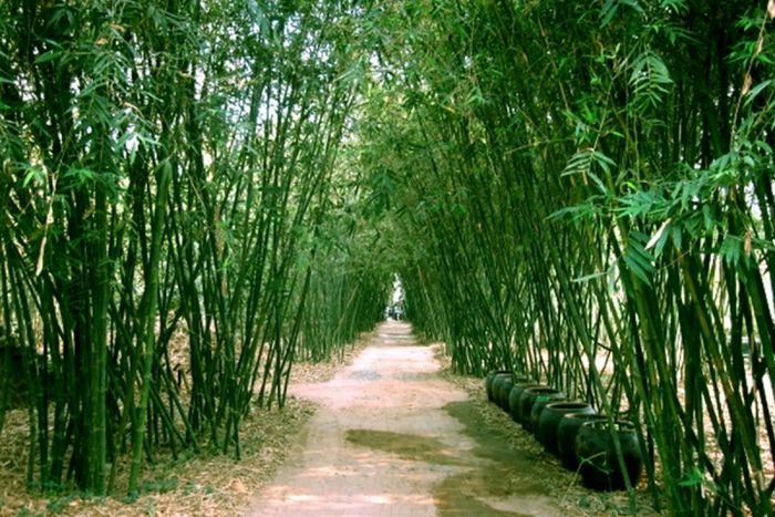 Tuyển tập ảnh đẹp về lũy tre làng Việt Nam (Nguồn: Internet)