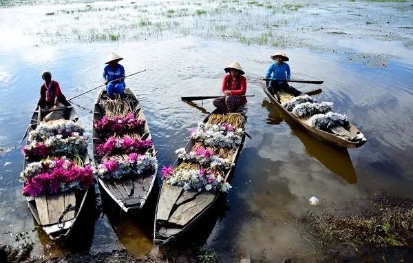 Hình ảnh minh họa sống động về cảnh quan Đồng Tháp Mười (Nguồn: Internet)